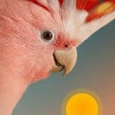 Bird Rise app icon