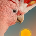 Bird Rise app icon