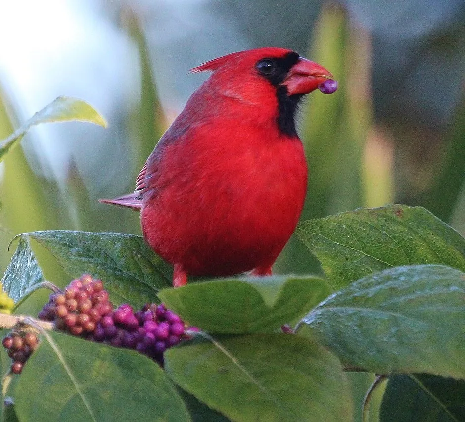 Northern Cardinal