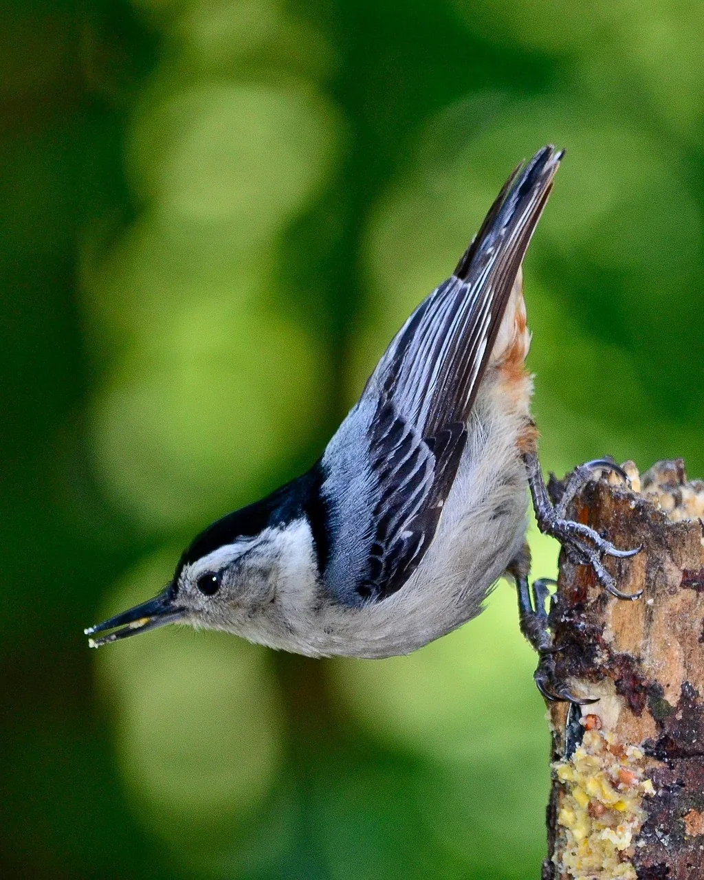 bird, nature, outdoors, ornithology, forest, nuthatch, white-breasted nuthatch, nuthatch, nuthatch, nuthatch, nuthatch, nuthatch, white-breasted nuthatch