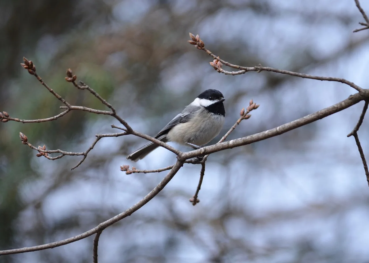 black-capped chickadee, chickadee, black-capped, nature, animal, bird, ornithology, outside, black, white, combined, feather, tree, branch, perched, black-capped chickadee, chickadee, chickadee, chickadee, chickadee, chickadee
