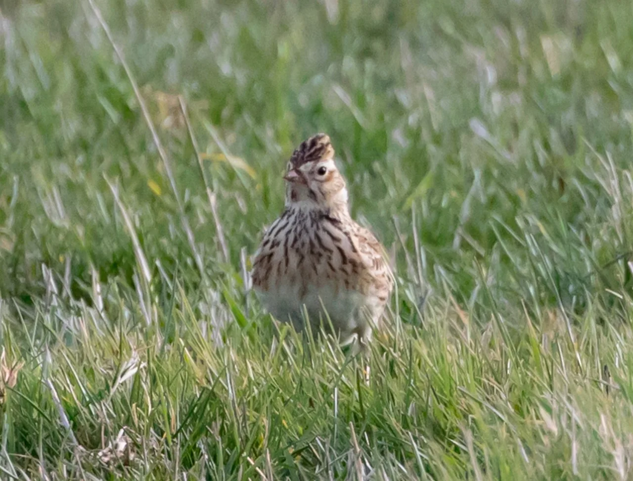 skylark, song bird, songbird, sky lark, european, outside, passerine, meadowlark, feathers, nature, lark, skylark, skylark, skylark, skylark, skylark, meadowlark
