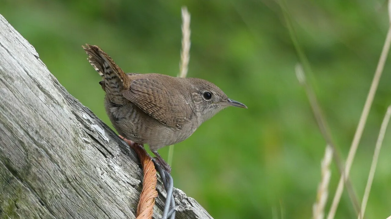 house wren, wren, bird, nature, songbird, wildlife, perched, animal, avian, perched bird, ave, ornithology, bird watching, animal world, wildlife photography, house wren, house wren, house wren, house wren, house wren, wren, wren