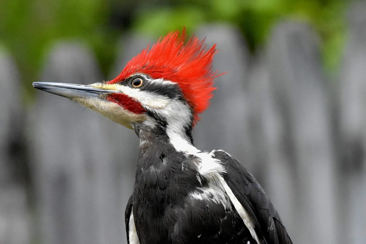 nature, wildlife, avian, bird, woodpecker, pileated woodpecker, crest, pileated woodpecker, pileated woodpecker, pileated woodpecker, pileated woodpecker, pileated woodpecker