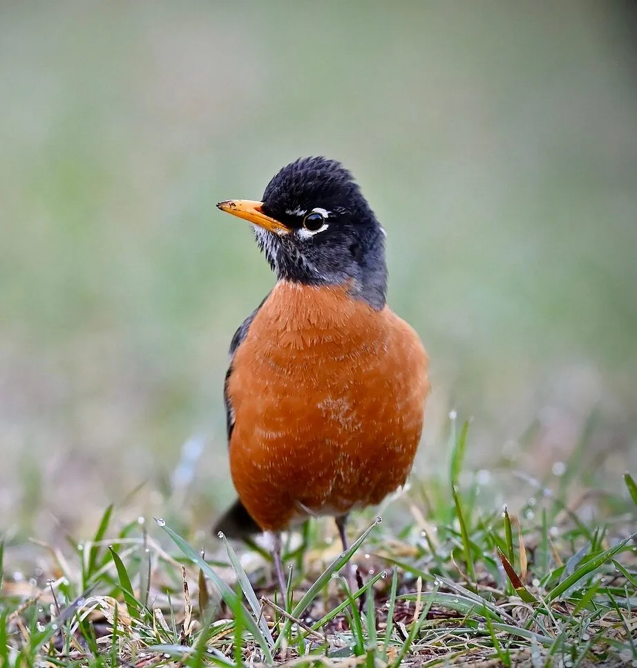 american robin, robin, bird, animal, feathers, plumage, beak, nature, wildlife, avian, thrush, birdwatching, american robin, american robin, american robin, american robin, american robin