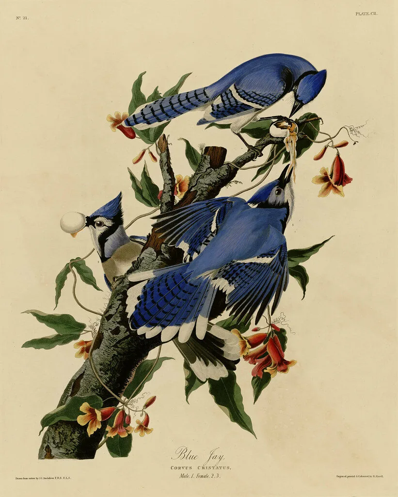 Blue Jay