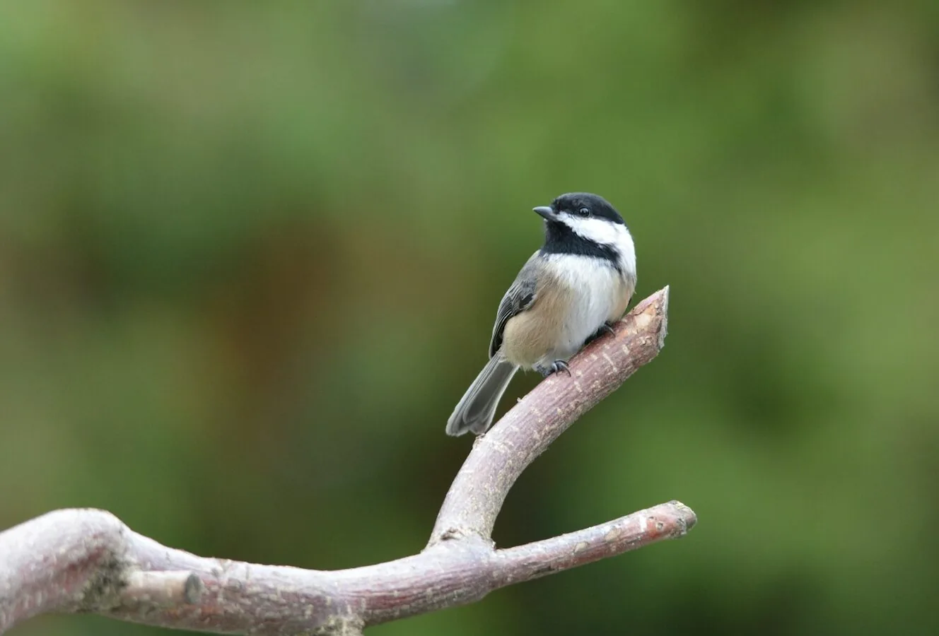 a small bird perched on a branch of a tree