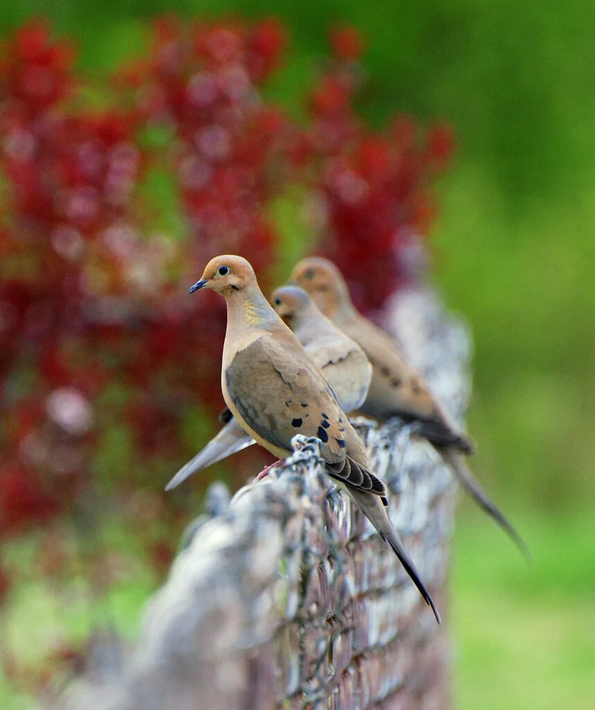 Mourning Dove