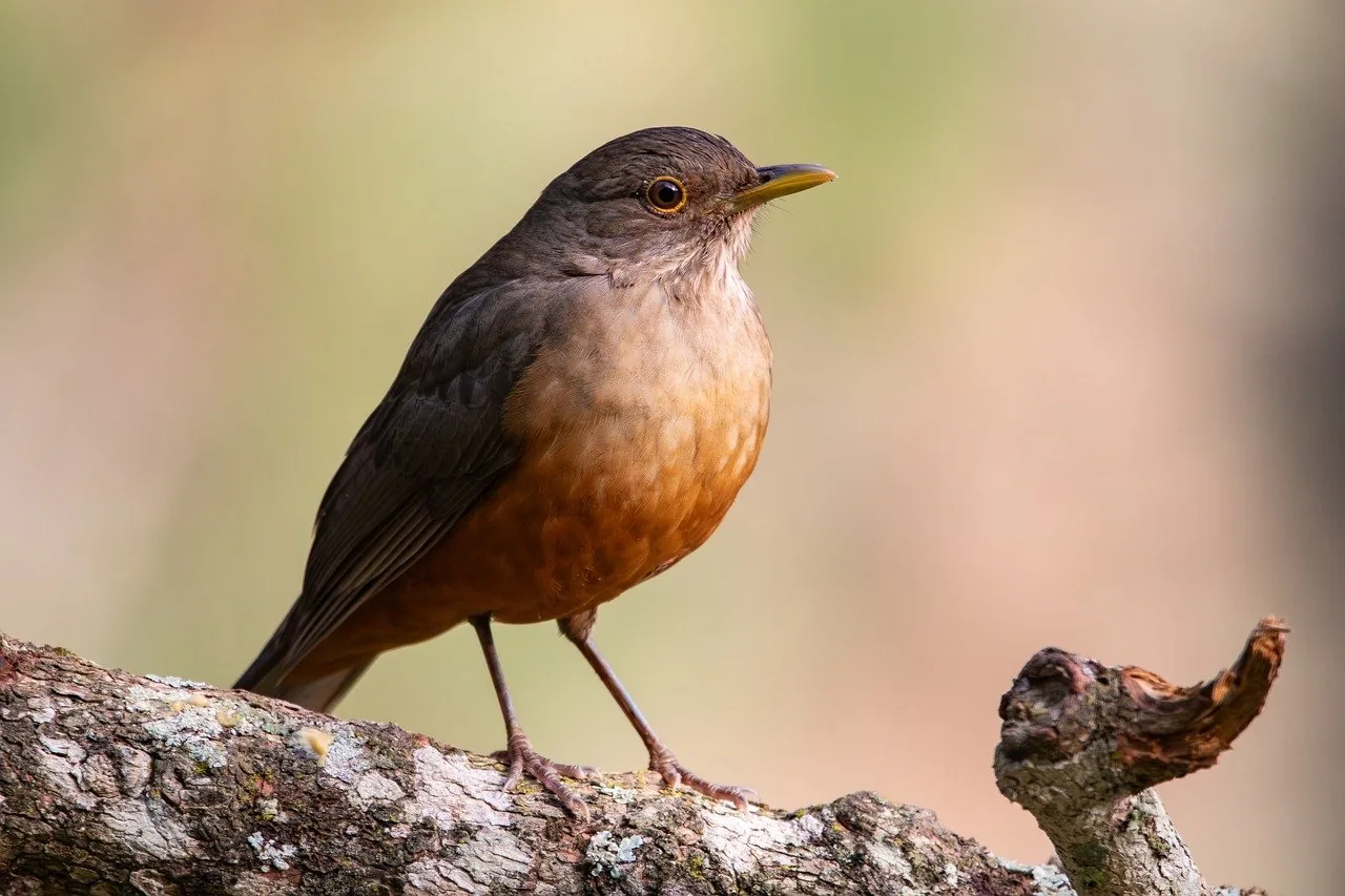 bird, animal, wildlife, robin, nature, birding