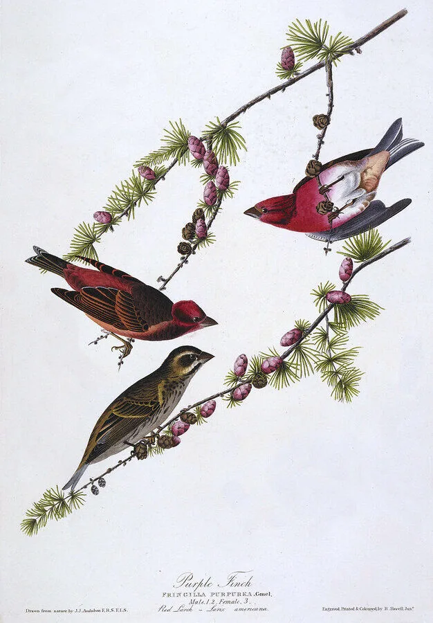 Purple Finch