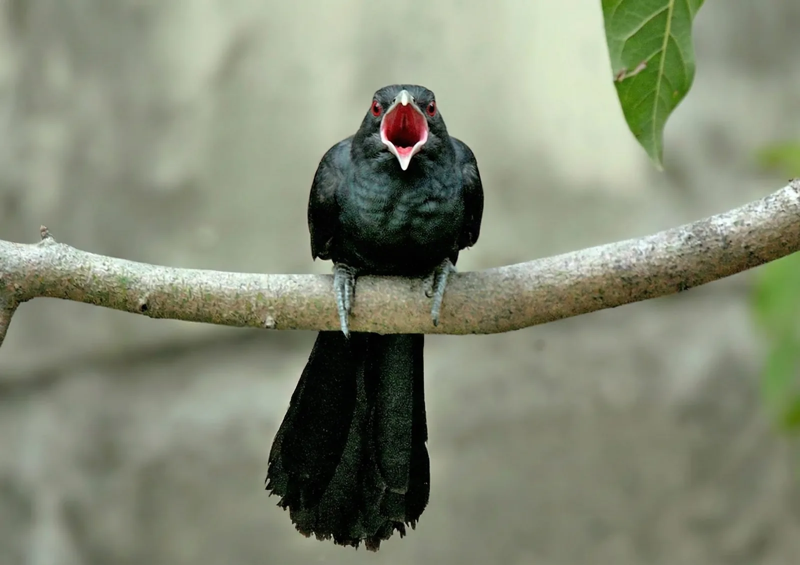 Asian Koel
