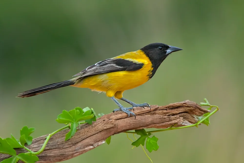 Baltimore Oriole