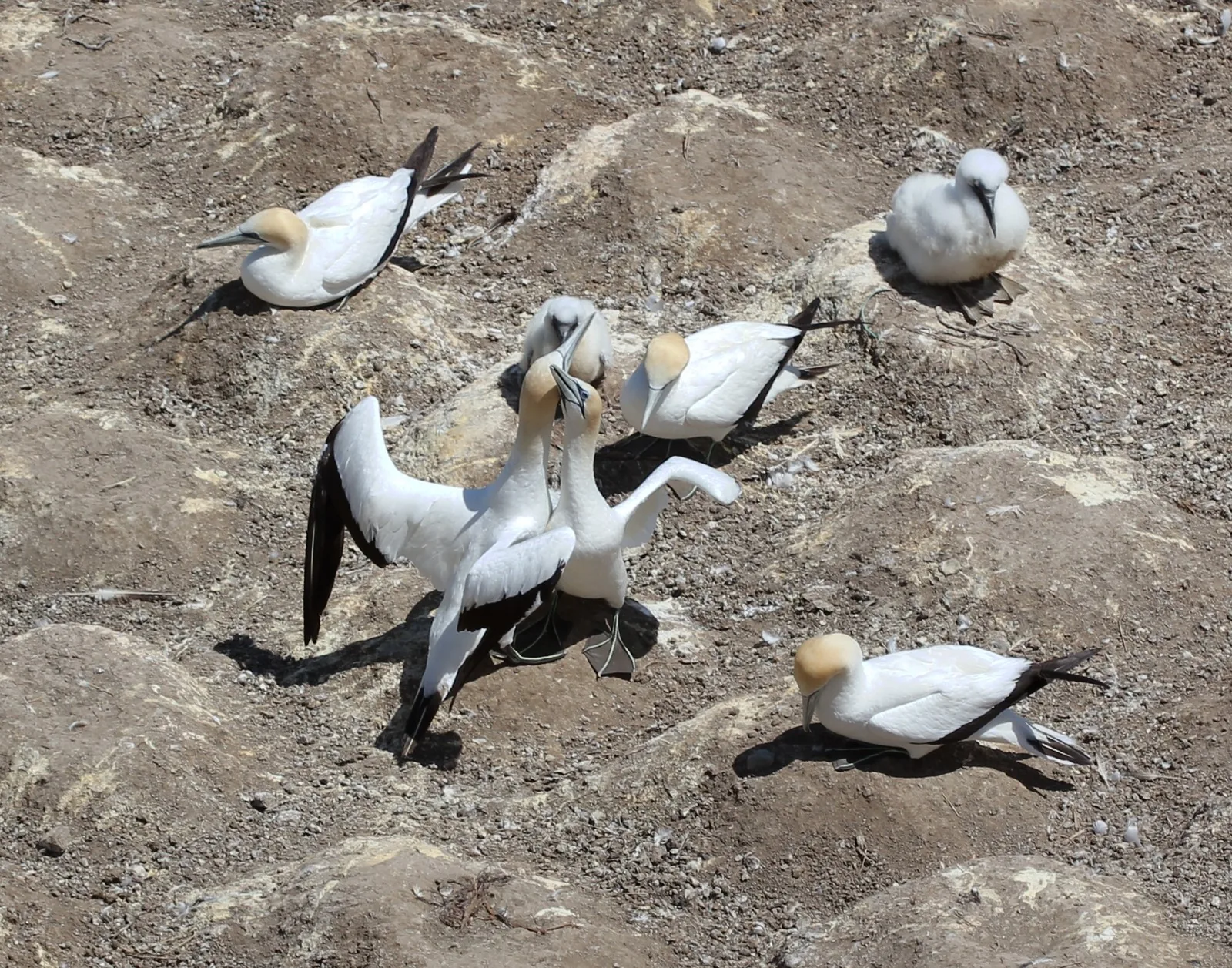 Two Australasian gannets greet each other with mutual bill-clattering and neck-rubbing at the Muriwai colony, surrounded by nesting neighbours.