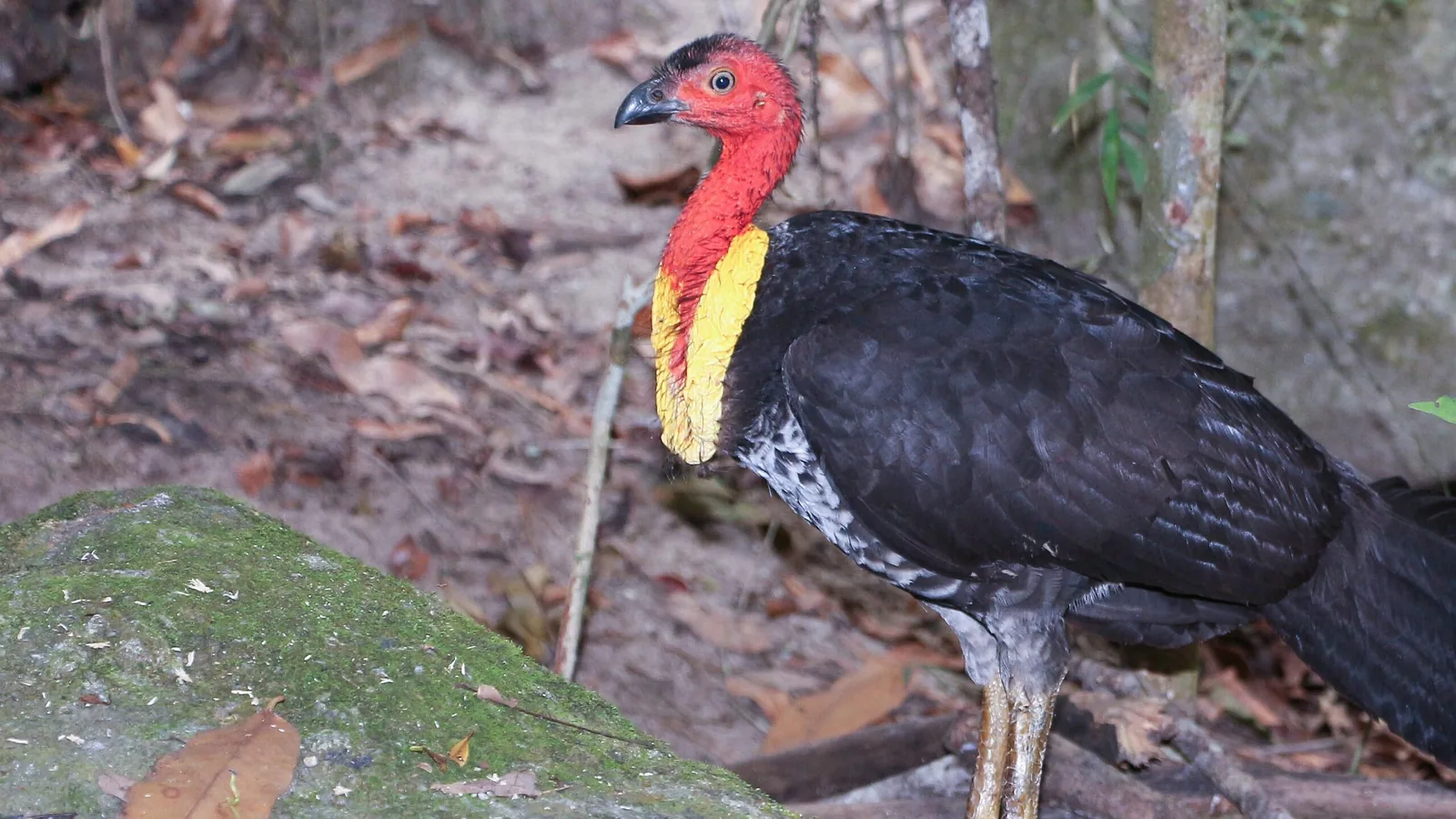 Australian Brushturkey with bare scarlet head and bright yellow wattle on a rainforest floor