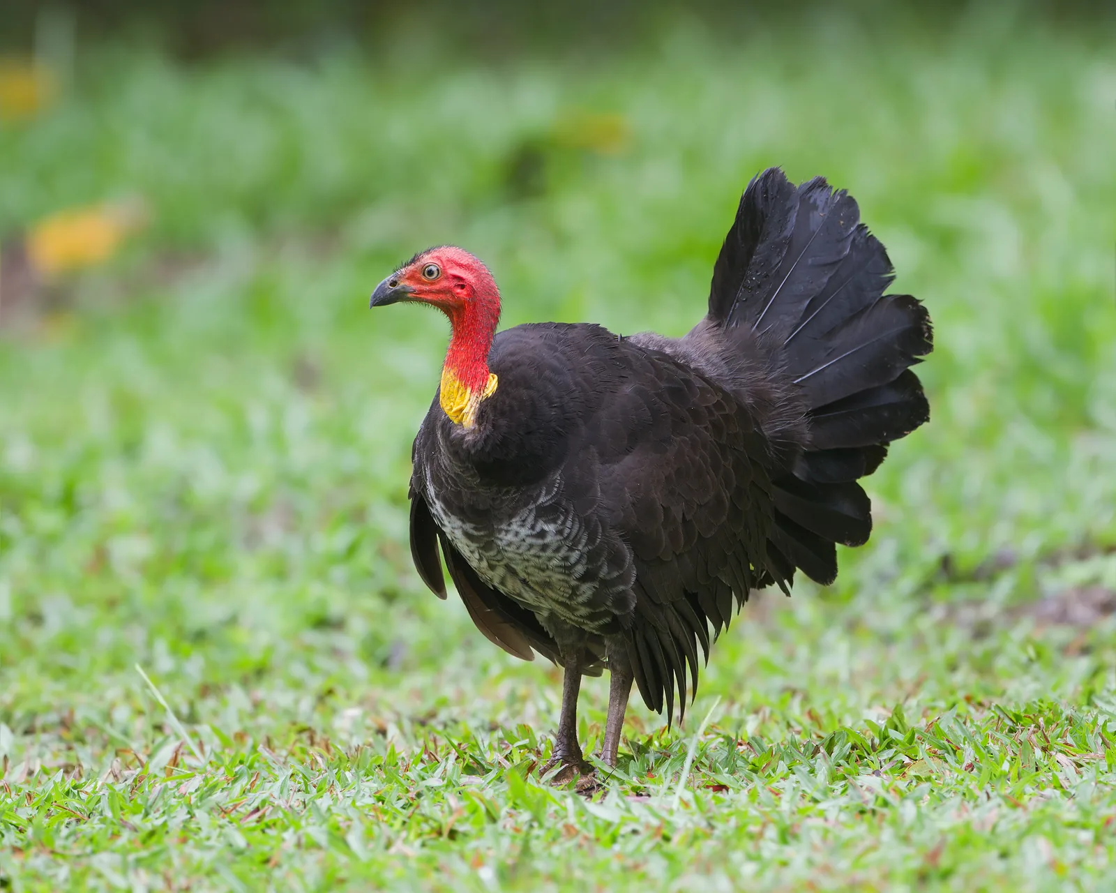 Male Australian Brushturkey with raised fan tail, showing its scarlet head and yellow wattle