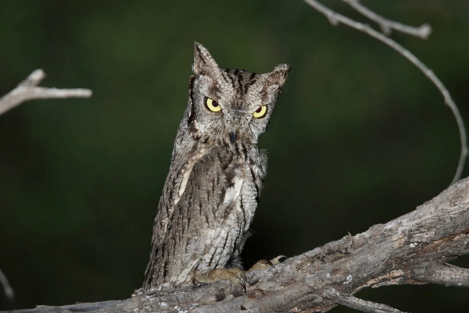 Western  Screech-Owl
