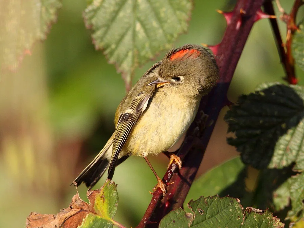 Male Ruby-crowned Kinglet on a bramble stem, a sliver of its red crown just showing