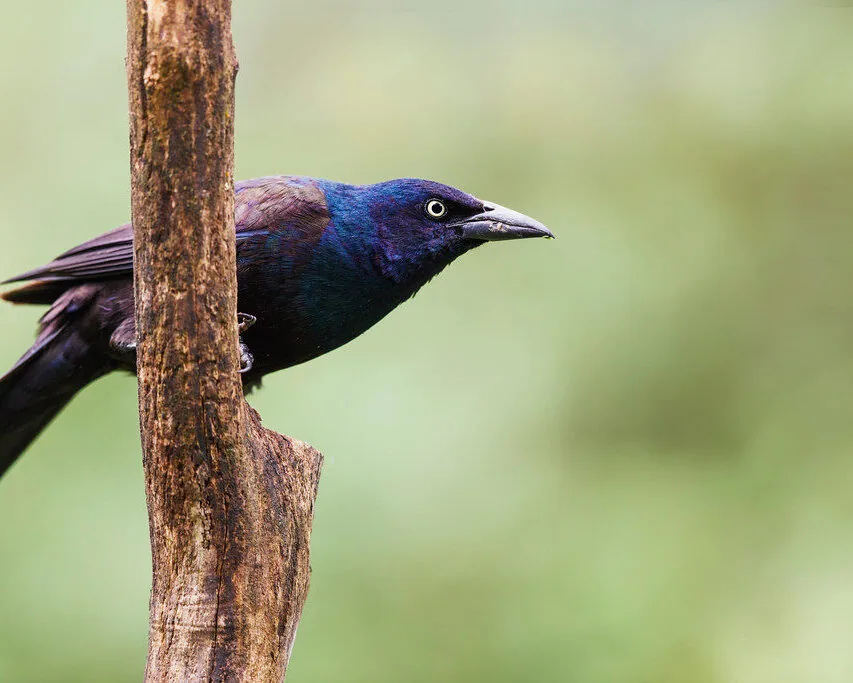 Common Grackle