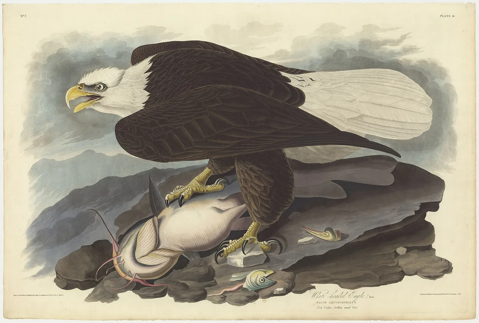 John James Audubon's engraved plate of a Bald Eagle standing over a large catfish