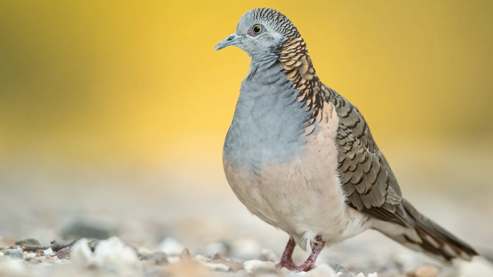 Bar-shouldered Dove on pale gravel against a warm golden background