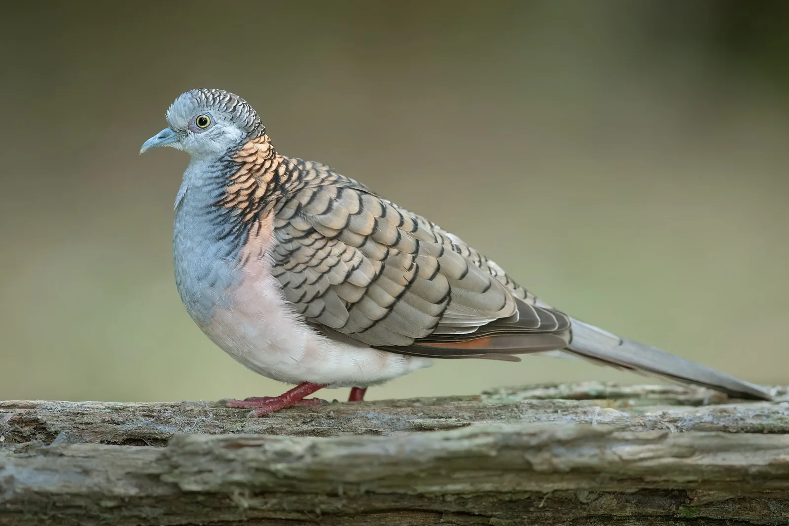 Bar-shouldered Dove in profile, showing the black-barred wing and coppery nape