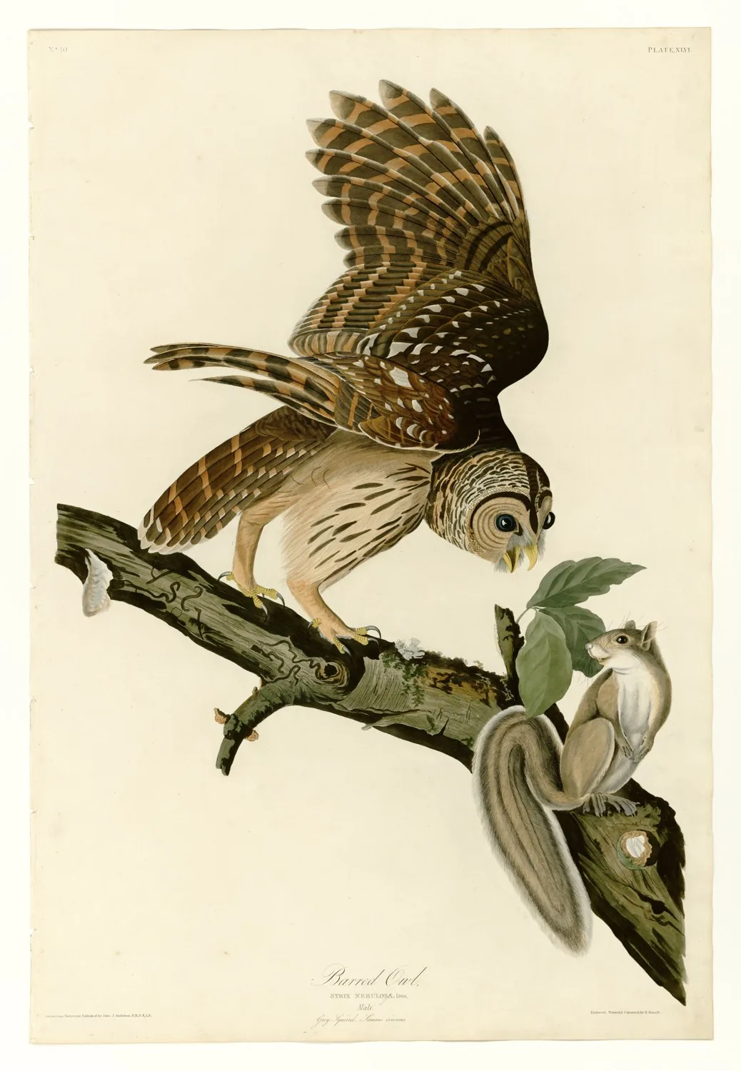 John James Audubon's plate of a Barred Owl on a branch, looking down at a gray squirrel