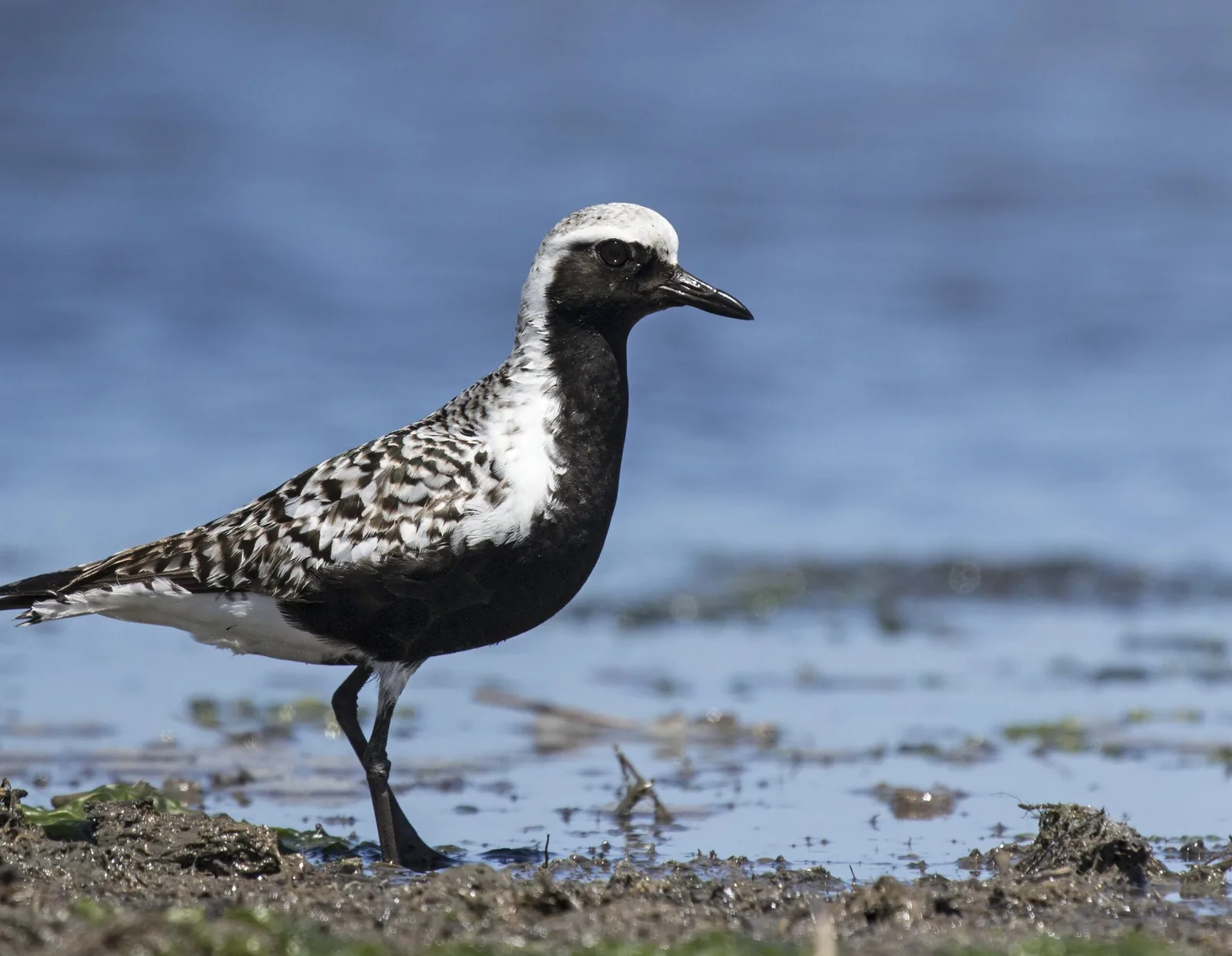 Black-bellied Plover (Pluvialis squatarola) in breeding plumage at the edge of a tidal pool, Great Bay Wildlife Management Area, New Jersey.