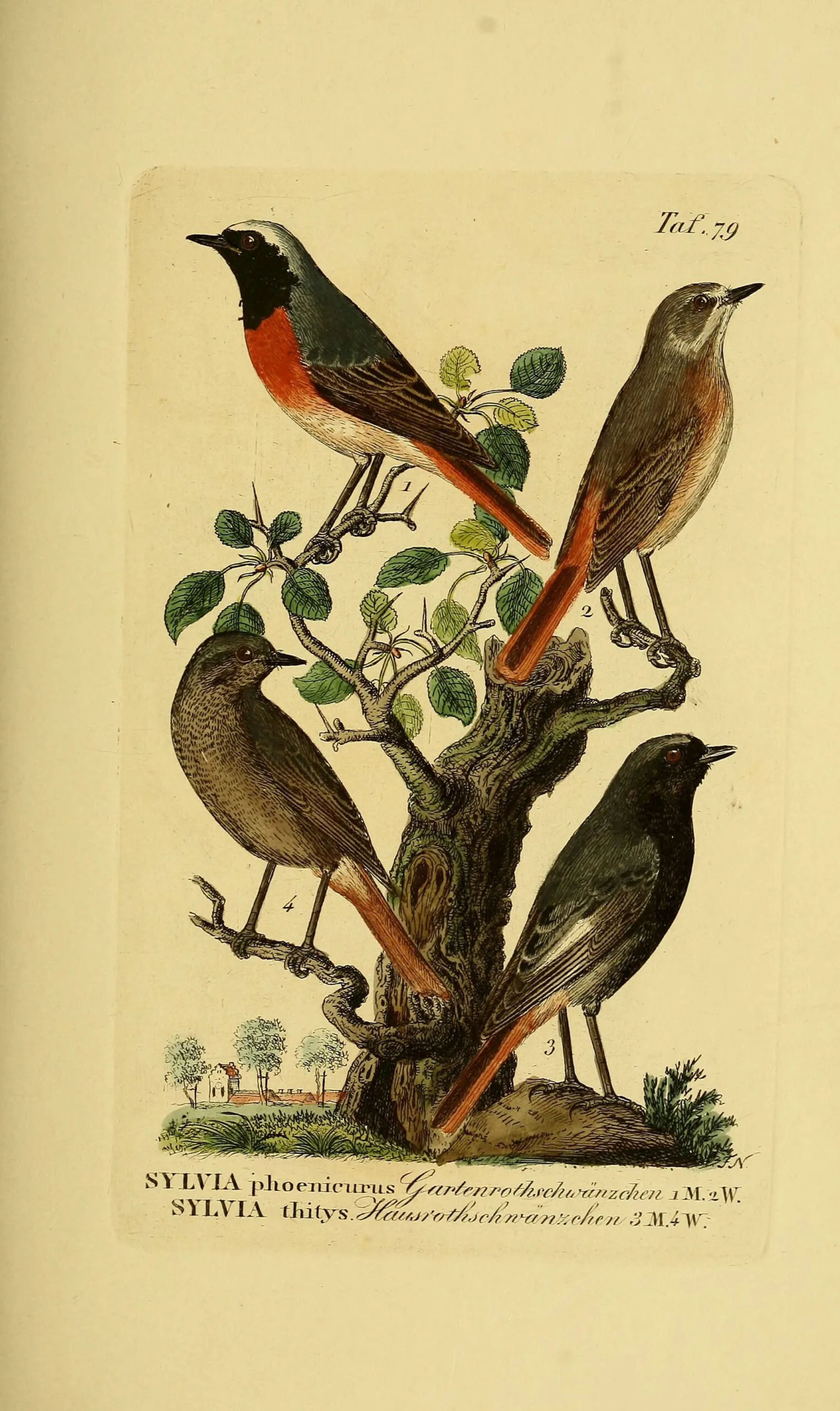 Naumann plate showing the Common Redstart (top, numbers 1 and 2) and Black Redstart (bottom, numbers 3 and 4) labelled as Hausrothschwänzchen