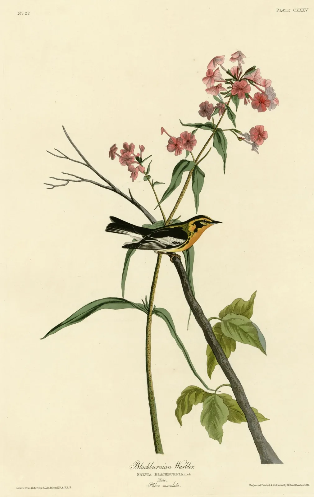 John James Audubon's plate of a male Blackburnian Warbler perched on a stem of pink phlox