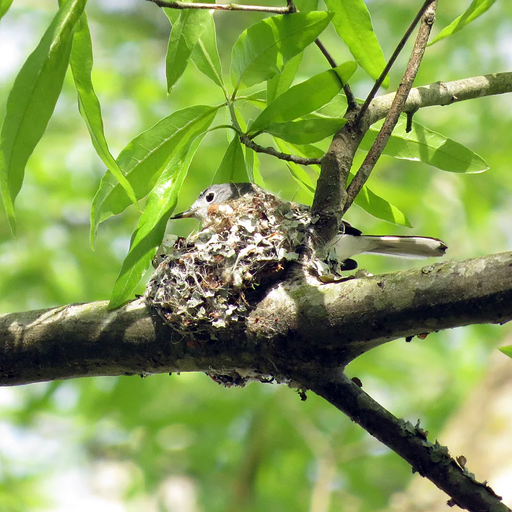 A Blue-gray Gnatcatcher sitting low in a small cup nest covered in pale lichen, on a thick branch among green leaves