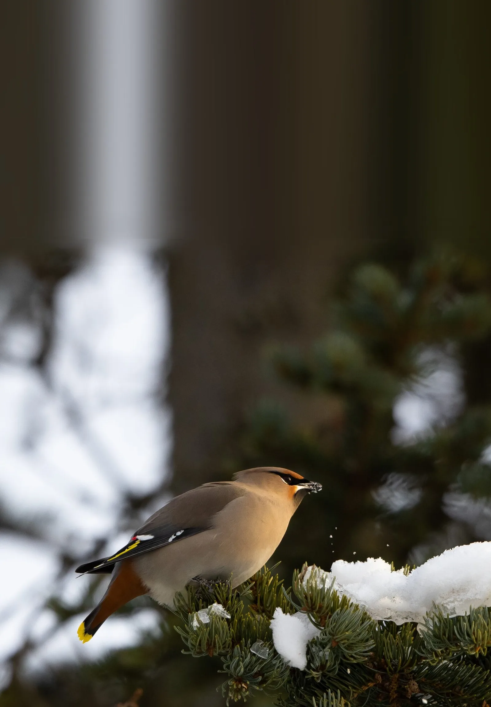 Bohemian Waxwing perched on a snowy fir branch in winter