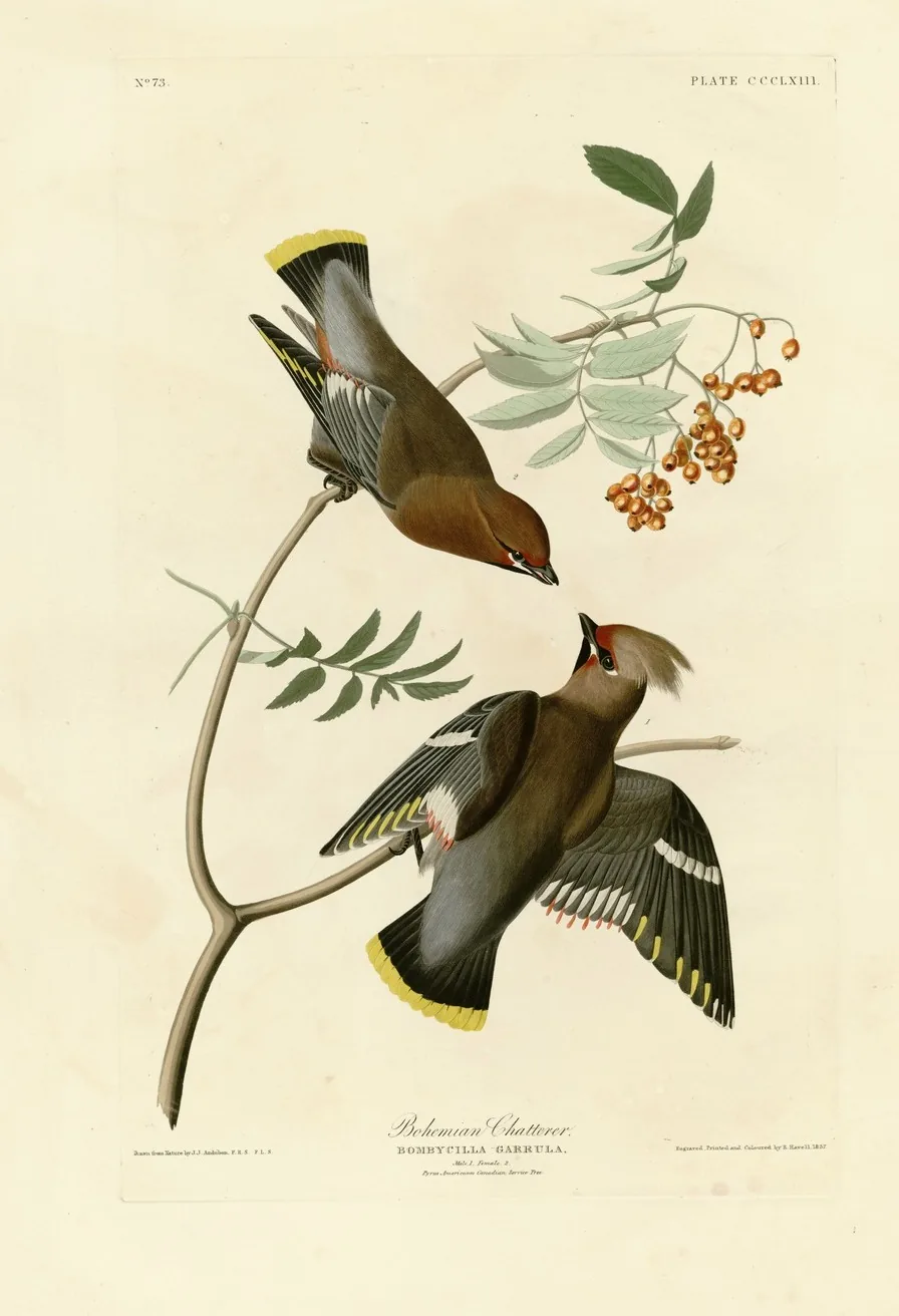 Audubon Plate 363, 'Bohemian Chatterer' (Bombycilla Garrula): two waxwings perched on a service-tree branch with red berries, hand-coloured engraving by R. Havell, 1837.