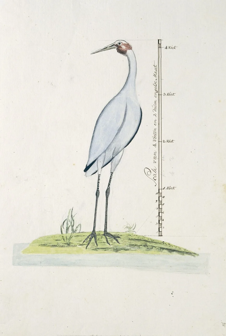 Watercolour study of a brolga standing on a grassy bank, with a measuring scale in English feet drawn beside it