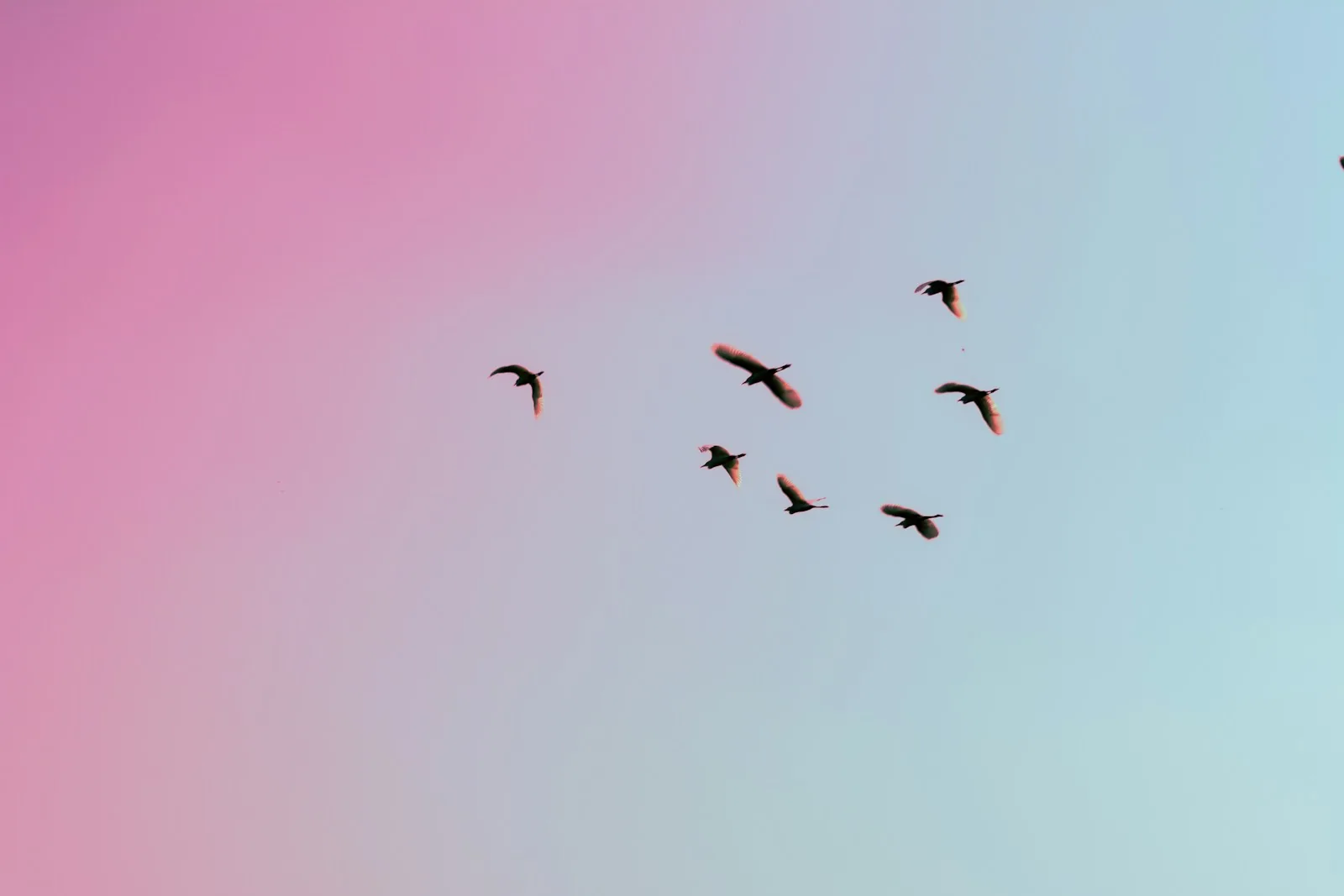 photo of birds flying up in the skiy