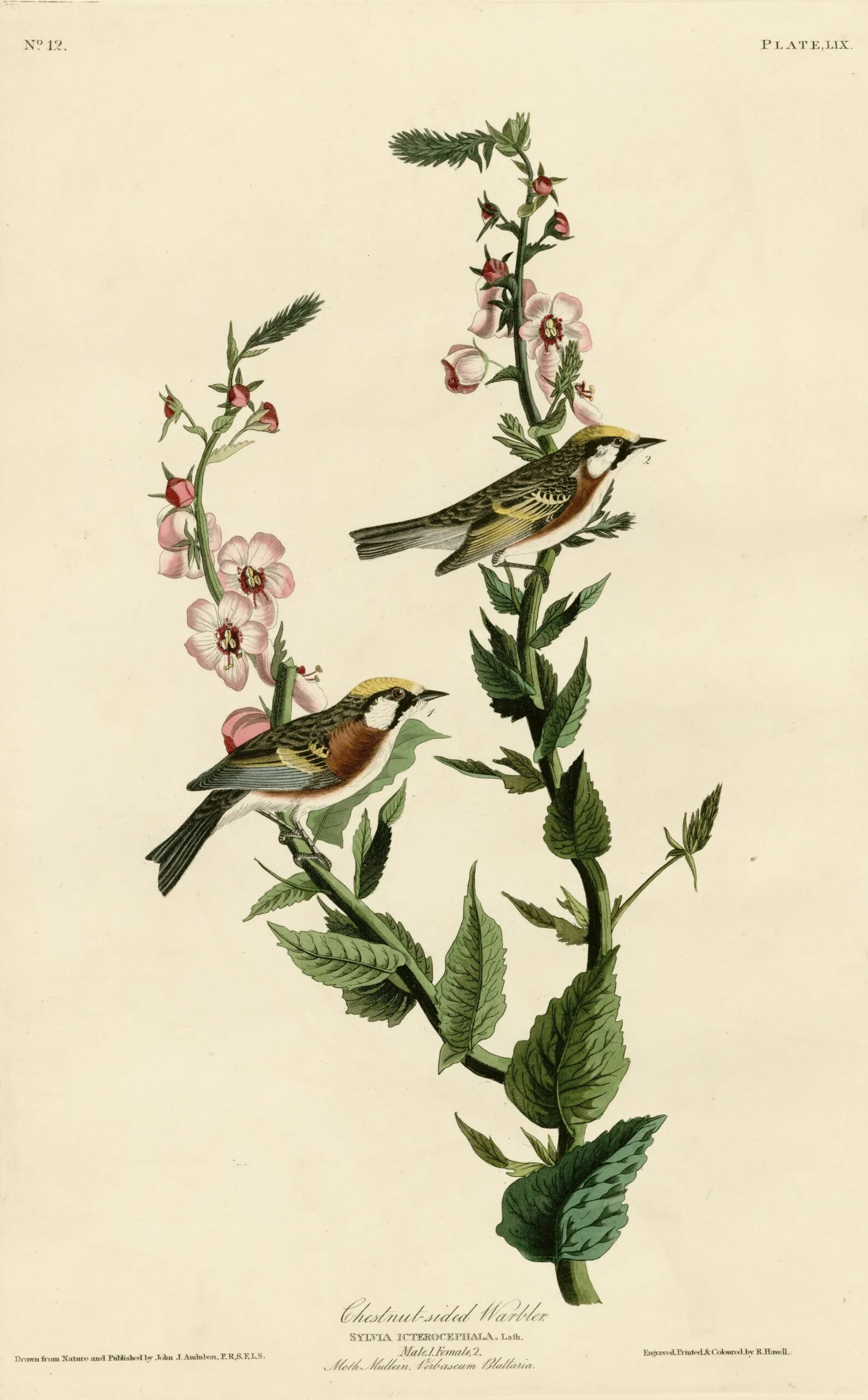 John James Audubon's Plate 59 from Birds of America, depicting male and female Chestnut-sided Warblers on a moth mullein, labelled Sylvia icterocephala.