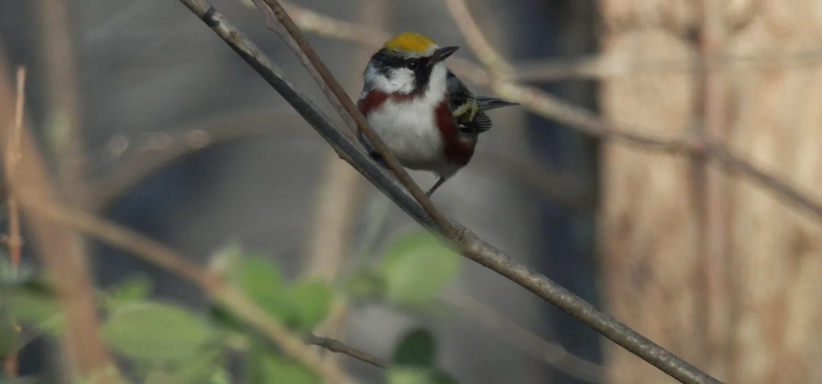 Male Chestnut-sided Warbler perched front-on on a slender branch, showing the yellow crown, white face with black mask, and chestnut-red flank stripes.