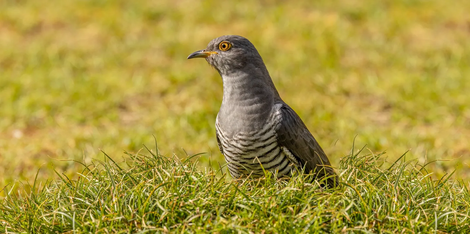 Adult Common Cuckoo standing in grass, gray plumage with barred underparts and yellow eye-ring
