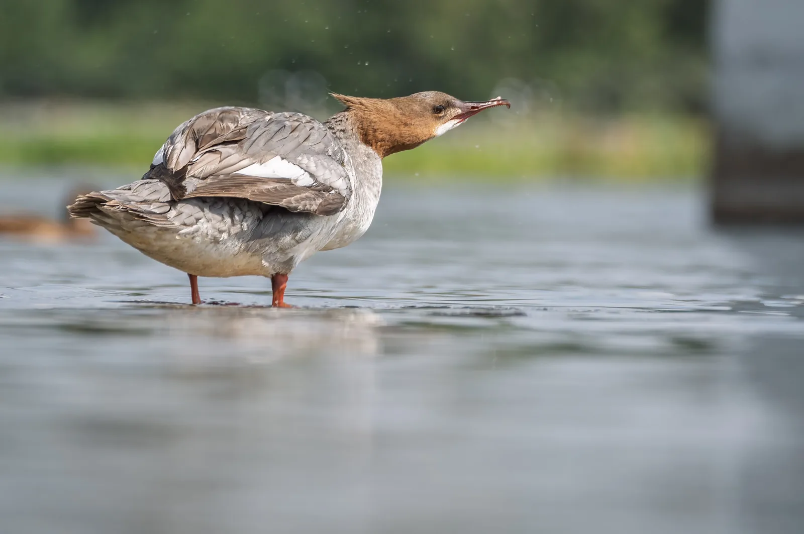 Female Common Merganser standing in shallow water on the Yenisei river, Siberia, with russet head and gray body, recropped so the bill tip falls inside the mobile center-crop window.