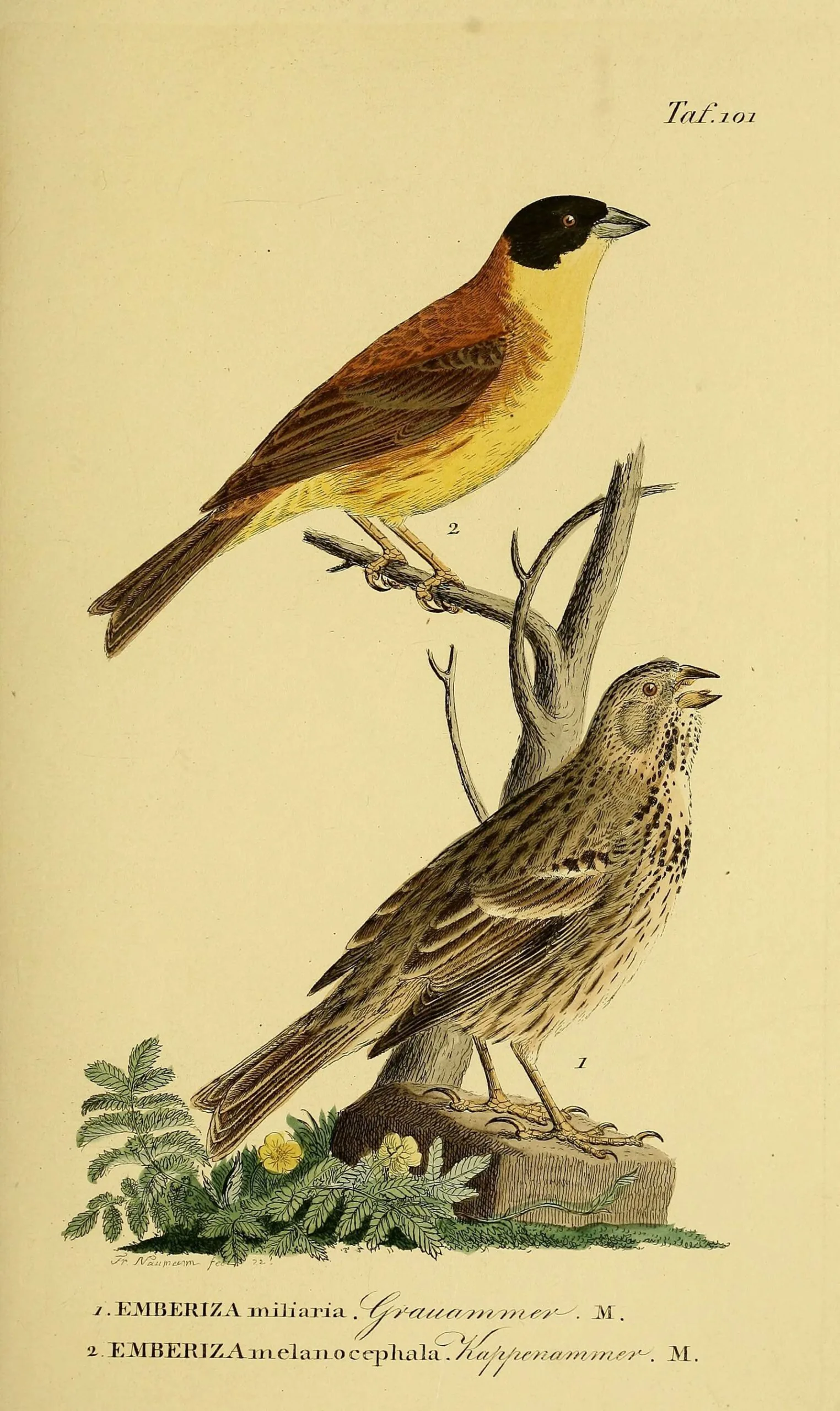 Naumann plate 101 showing a Corn Bunting (Emberiza calandra) and a Black-headed Bunting