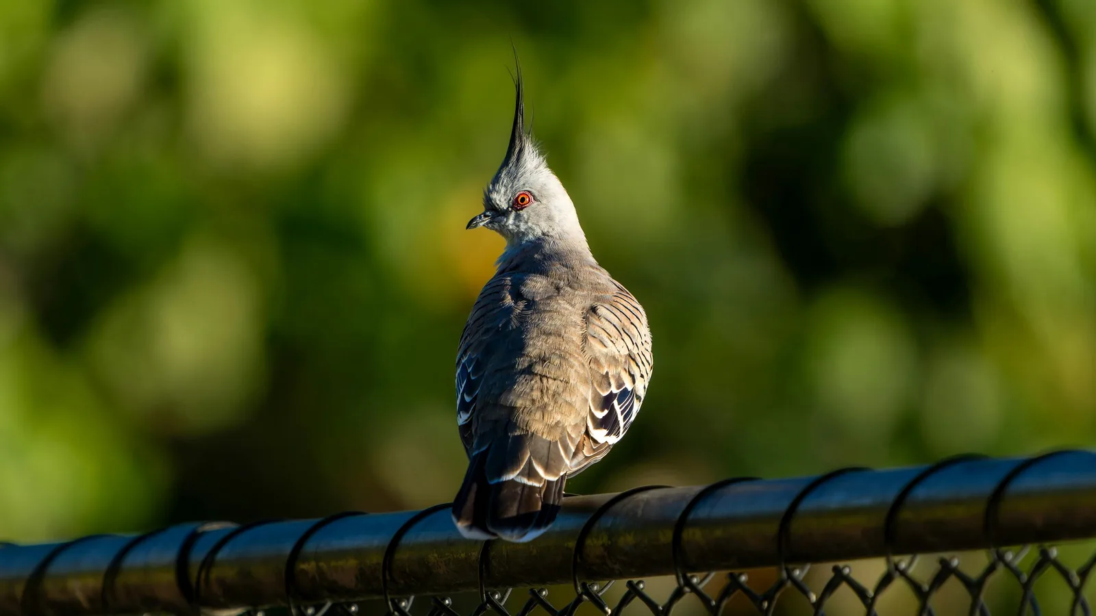 Crested Pigeon perched on a chain-link fence, crest raised