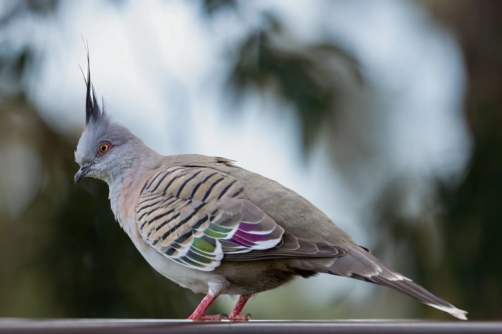 Crested Pigeon in profile, showing the iridescent green and purple wing patch