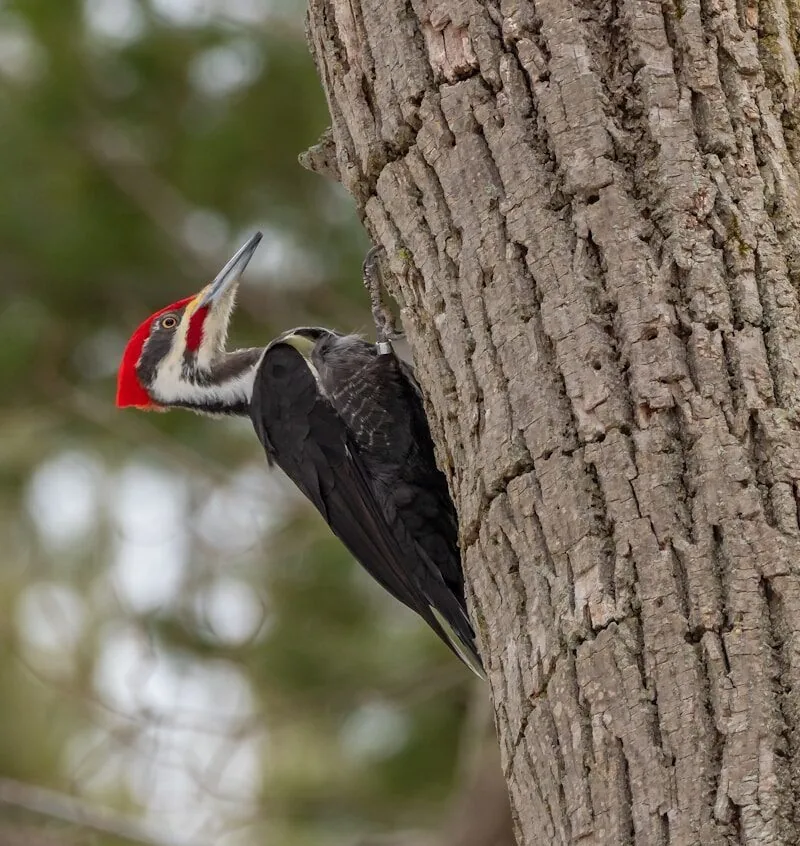 black and white bird on brown tree branch during daytime