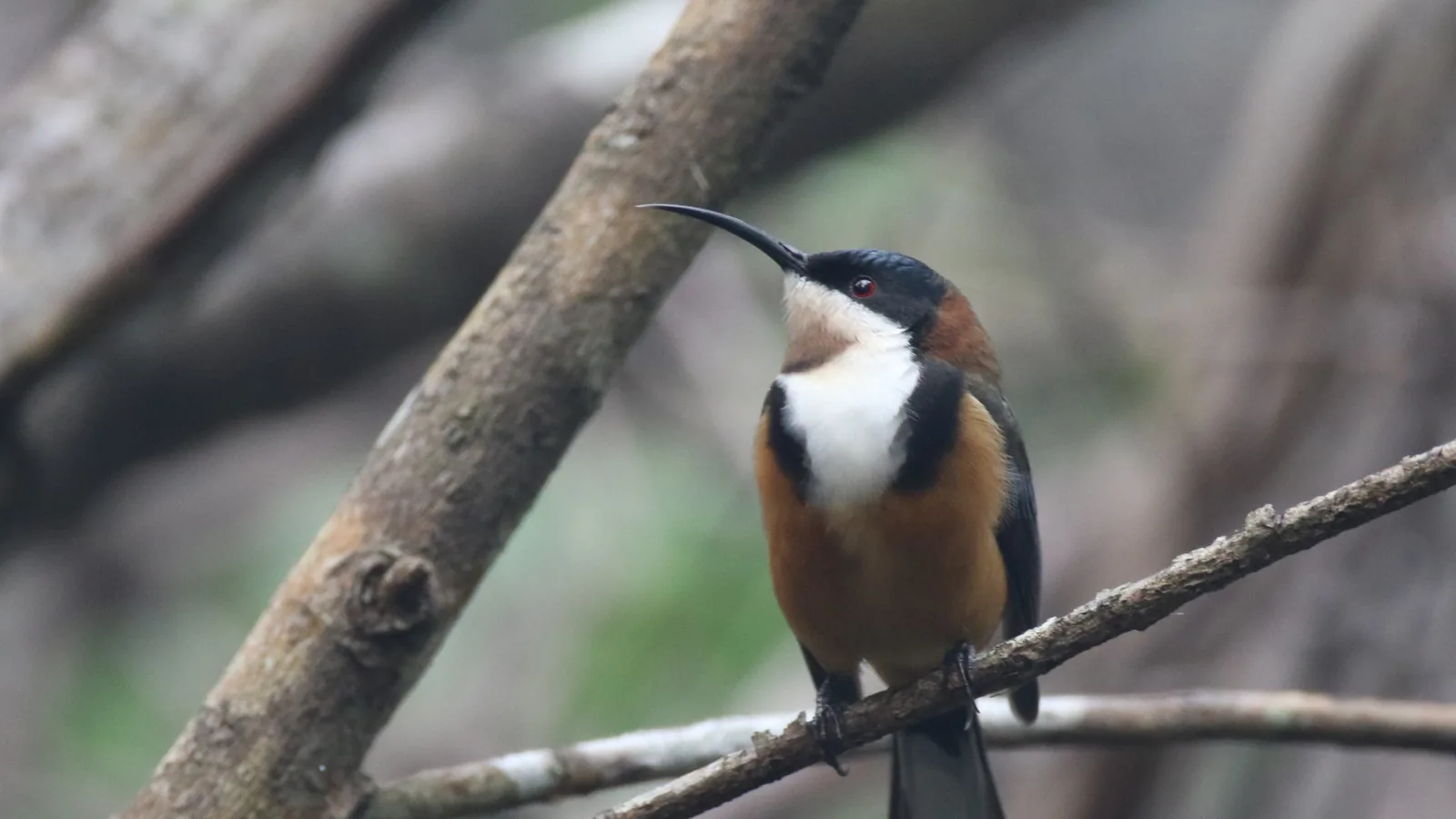 Male Eastern Spinebill perched on a branch, its long downcurved bill raised