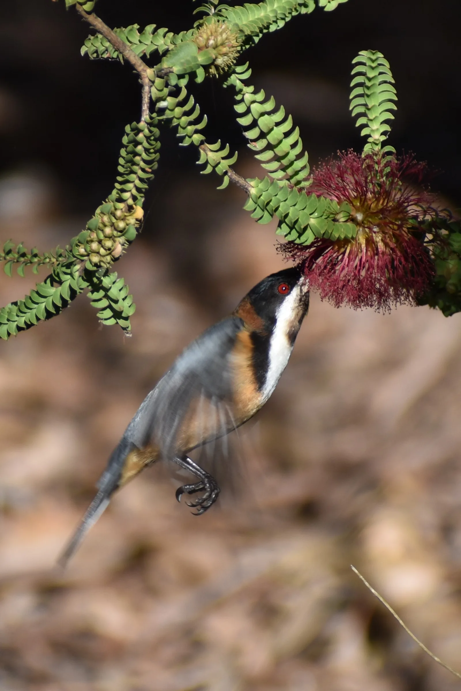 Eastern Spinebill hovering in mid-air to feed at a red bottlebrush flower, wings blurred with motion