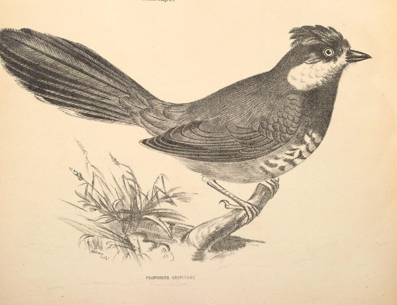 An 1877 lithograph of the Eastern Whipbird, crest raised and long tail extended, labelled with its old scientific name Psophodes crepitans
