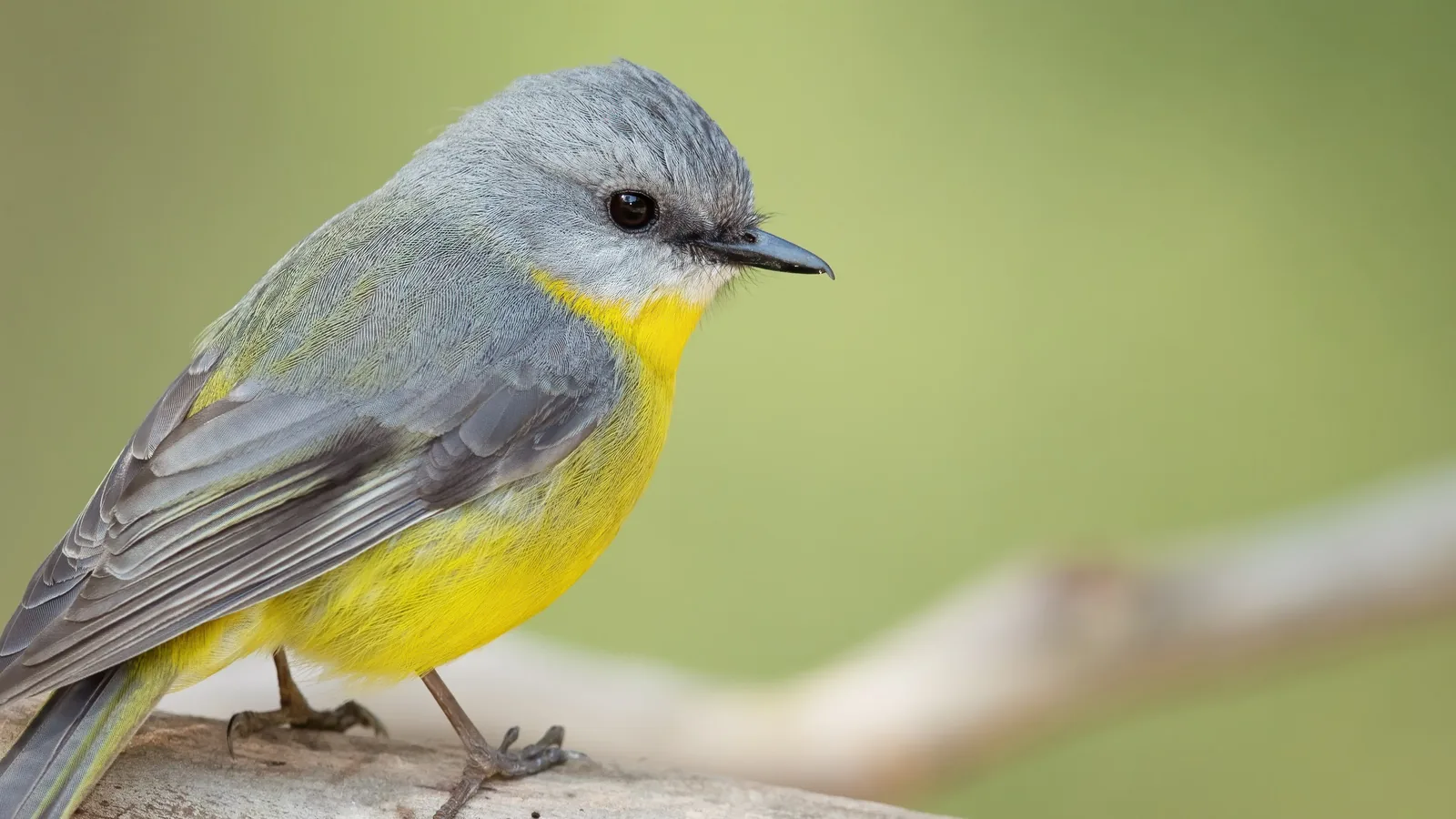 Eastern Yellow Robin perched on a branch, grey above and bright yellow below, facing into soft morning light