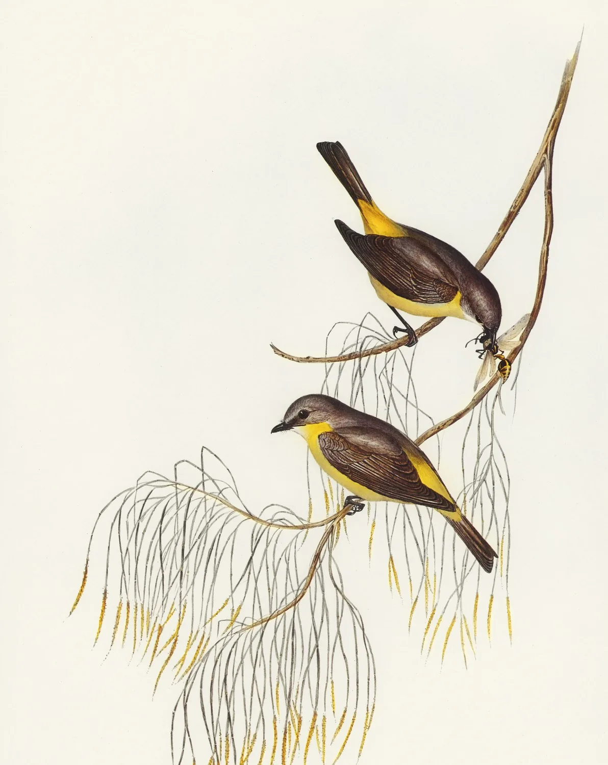 Hand-coloured lithograph of two Eastern Yellow Robins on casuarina branches from Gould's The Birds of Australia