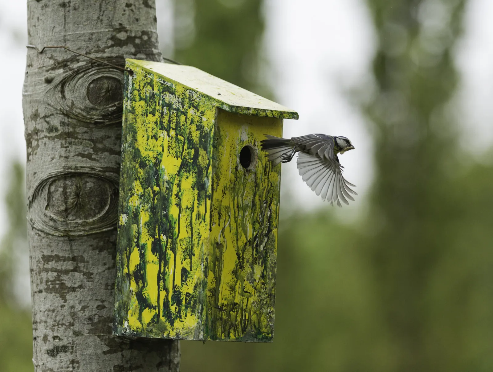 Blue tit in flight leaving a weathered yellow-green wooden nest box on a birch trunk