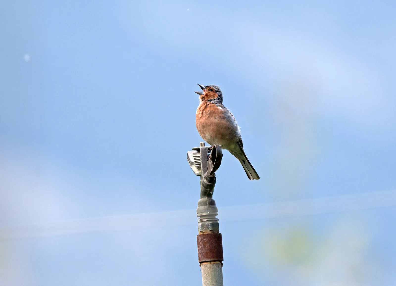 Male Eurasian chaffinch singing from an irrigation post against a blue sky