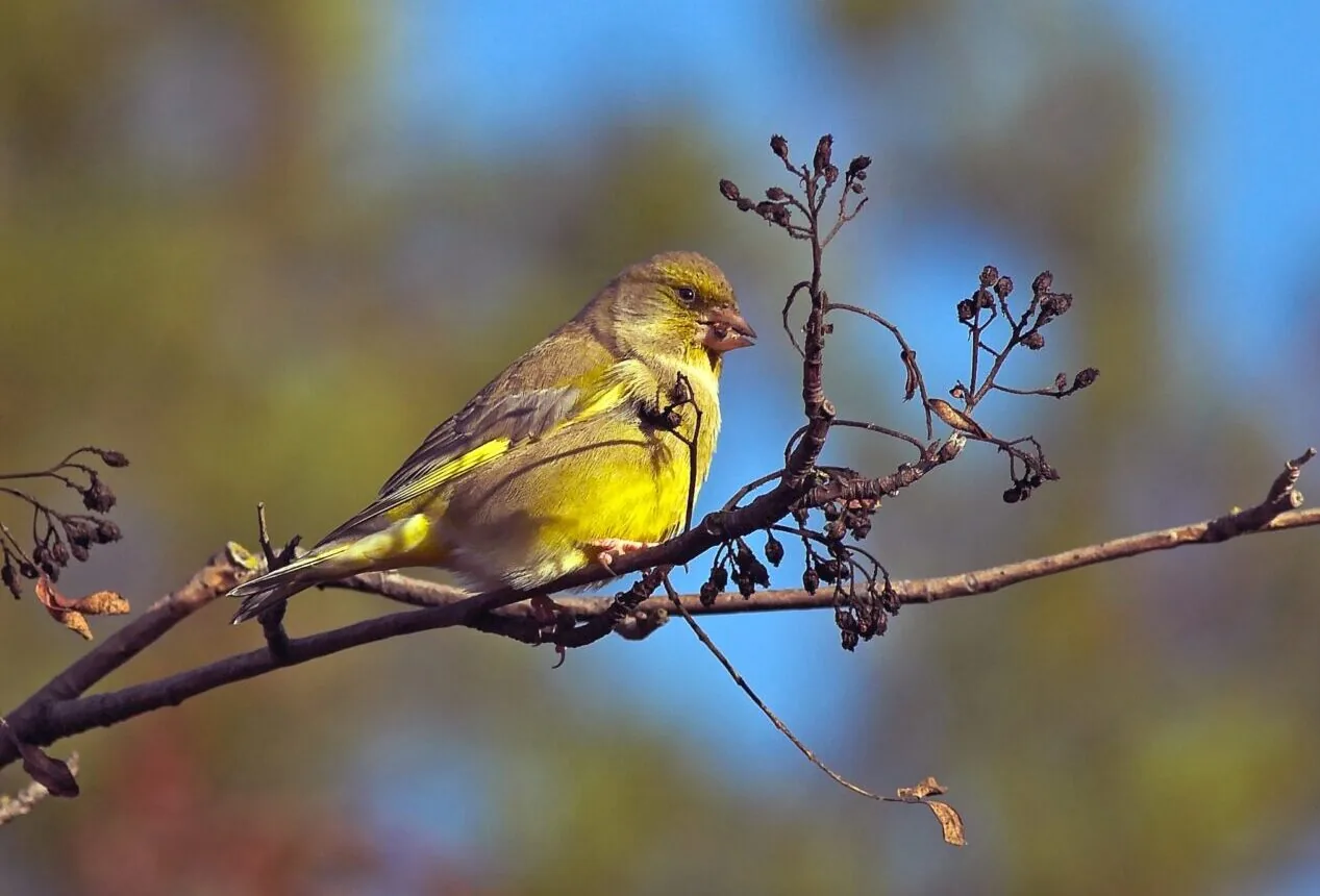 European Greenfinch